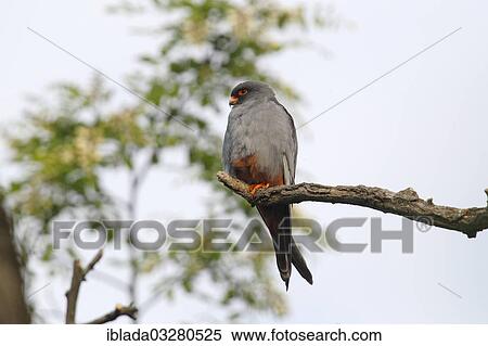 Stock Photography - "Red-footed Falcon (Falco vespertinus), male perched on a branch, Kiskunsagi Nemzeti Park, Kiskunsag National Park, Nagyallas, Nemzeti National-Park, Hungary, Europe". Fotosearch