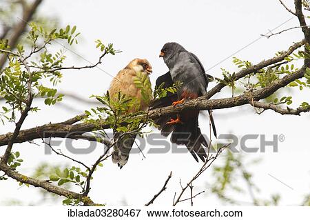 "Red-footed Falcons (Falco vespertinus), female and male perched on a branch, Kiskunsagi Nemzeti Park, Kiskunsag National Park, Nagyallas, Hungary, Europe" View Large Photo Image Stock Photo - "Red-footed Falcons (Falco vespertinus), female and male perched on a branch, Kiskunsagi Nemzeti Park, Kiskunsag National Park, Nagyallas, Hungary, Europe". Fotosearch