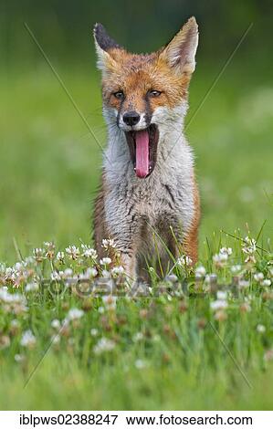 "Red fox in grass pasture, yawning, South East England, United Kingdom, Europe" View Large Photo Image Stock Photo - "Red fox in grass pasture, yawning, South East England, United Kingdom, Europe". Fotosearch