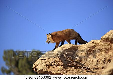 "Red Fox (Vulpes vulpes), adult, alert, standing on rocks, captive, Monument Valley, Utah, United States, North America" View Large Photo Image Stock Image - "Red Fox (Vulpes vulpes), adult, alert, standing on rocks, captive, Monument Valley, Utah, United States, North America". Fotosearch