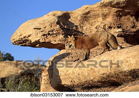 "Red Fox (Vulpes vulpes), adult, alert, in canyon, captive, Monument Valley, Utah, United States, North America" View Large Photo Image Stock Photo - "Red Fox (Vulpes vulpes), adult, alert, in canyon, captive, Monument Valley, Utah, United States, North America". Fotosearch
