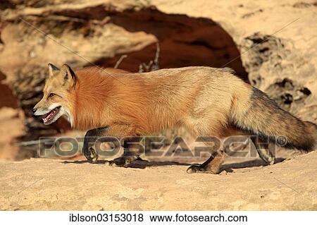 "Red Fox (Vulpes vulpes), adult, alert, in canyon, captive, Monument Valley, Utah, United States, North America" View Large Photo Image Stock Photo - "Red Fox (Vulpes vulpes), adult, alert, in canyon, captive, Monument Valley, Utah, United States, North America". Fotosearch