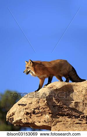 "Red Fox (Vulpes vulpes), adult, alert, standing on rocks, captive, Monument Valley, Utah, United States, North America" View Large Photo Image Stock Photo - "Red Fox (Vulpes vulpes), adult, alert, standing on rocks, captive, Monument Valley, Utah, United States, North America". Fotosearch