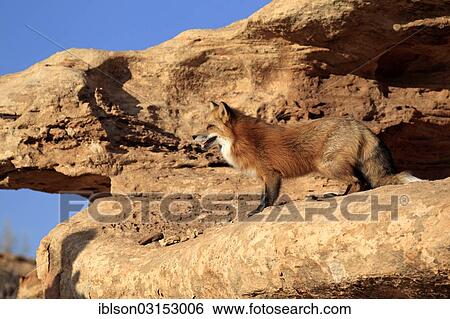 "Red Fox (Vulpes vulpes), adult, alert, in canyon, captive, Monument Valley, Utah, United States, North America" View Large Photo Image Stock Photograph - "Red Fox (Vulpes vulpes), adult, alert, in canyon, captive, Monument Valley, Utah, United States, North America". Fotosearch