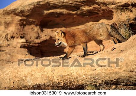 "Red Fox (Vulpes vulpes) adult, in canyon, captive, Monument Valley, Utah, United States, North America" View Large Photo Image Stock Photo - "Red Fox (Vulpes vulpes) adult, in canyon, captive, Monument Valley, Utah, United States, North America". Fotosearch