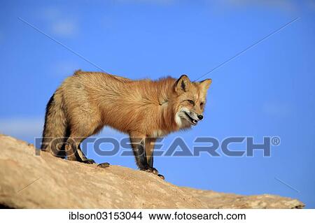 "Red Fox (Vulpes vulpes), adult, standing on rocks, captive, Monument Valley, Utah, United States, North America" View Large Photo Image Picture - "Red Fox (Vulpes vulpes), adult, standing on rocks, captive, Monument Valley, Utah, United States, North America". Fotosearch