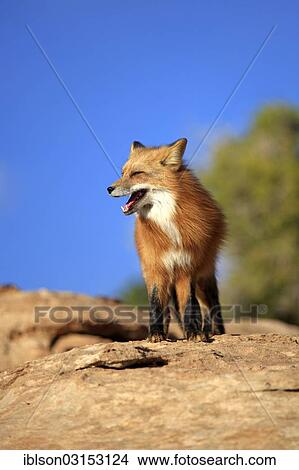 "Red Fox (Vulpes vulpes), adult, standing on rocks, captive, Monument Valley, Utah, United States, North America" View Large Photo Image Picture - "Red Fox (Vulpes vulpes), adult, standing on rocks, captive, Monument Valley, Utah, United States, North America". Fotosearch
