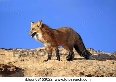 "Red Fox (Vulpes vulpes), adult, standing on rocks, captive, Monument Valley, Utah, United States, North America" View Large Photo Image Stock Image - "Red Fox (Vulpes vulpes), adult, standing on rocks, captive, Monument Valley, Utah, United States, North America". Fotosearch