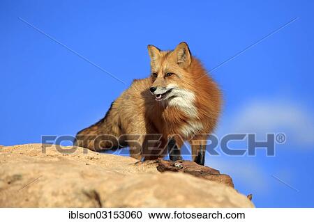 "Red Fox (Vulpes vulpes) adult, standing on rocks, captive, Monument Valley, Utah, United States, North America" View Large Photo Image Stock Image - "Red Fox (Vulpes vulpes) adult, standing on rocks, captive, Monument Valley, Utah, United States, North America". Fotosearch