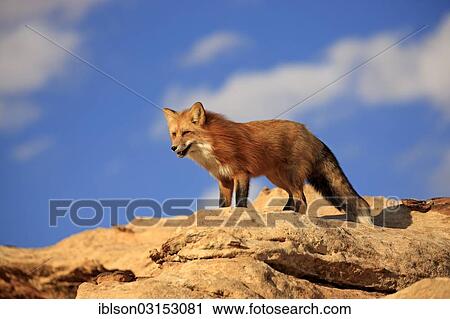 "Red Fox (Vulpes vulpes), adult, standing on a rock, captive, Monument Valley, Utah, United States, North America" View Large Photo Image Stock Image - "Red Fox (Vulpes vulpes), adult, standing on a rock, captive, Monument Valley, Utah, United States, North America". Fotosearch