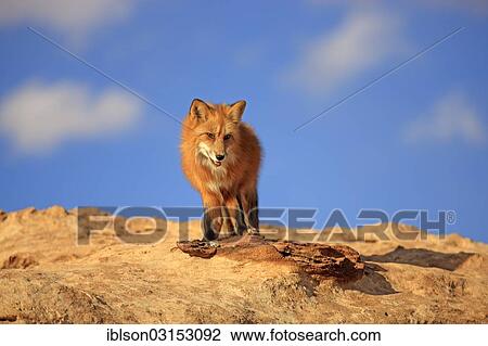 "Red Fox (Vulpes vulpes) adult, standing on a rock, captive, Monument Valley, Utah, United States, North America" View Large Photo Image Stock Image - "Red Fox (Vulpes vulpes) adult, standing on a rock, captive, Monument Valley, Utah, United States, North America". Fotosearch