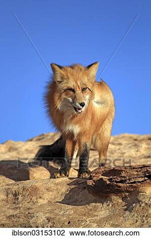 "Red Fox (Vulpes vulpes), adult, standing on rocks, captive, Monument Valley, Utah, United States, North America" View Large Photo Image Stock Image - "Red Fox (Vulpes vulpes), adult, standing on rocks, captive, Monument Valley, Utah, United States, North America". Fotosearch