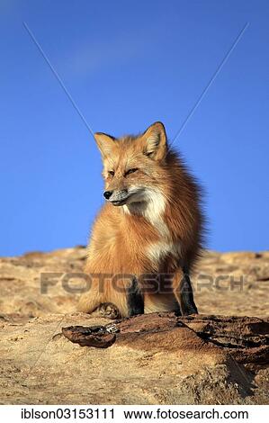 "Red Fox (Vulpes vulpes), adult, standing on rocks, captive, Monument Valley, Utah, United States, North America" View Large Photo Image Stock Image - "Red Fox (Vulpes vulpes), adult, standing on rocks, captive, Monument Valley, Utah, United States, North America". Fotosearch