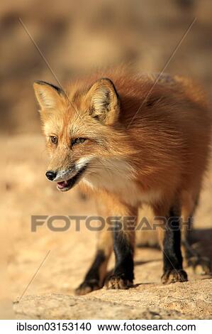 "Red Fox (Vulpes vulpes), adult, standing on rocks, captive, Monument Valley, Utah, United States, North America" View Large Photo Image Stock Image - "Red Fox (Vulpes vulpes), adult, standing on rocks, captive, Monument Valley, Utah, United States, North America". Fotosearch