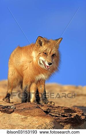 "Red Fox (Vulpes vulpes), adult, standing on rocks, captive, Monument Valley, Utah, United States, North America" View Large Photo Image Stock Image - "Red Fox (Vulpes vulpes), adult, standing on rocks, captive, Monument Valley, Utah, United States, North America". Fotosearch