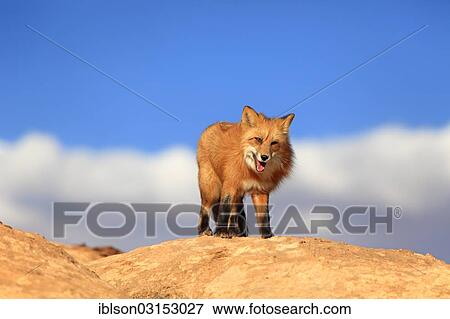 Stock Photo - "Red Fox (Vulpes vulpes) adult, standing on a rock, captive, Monument Valley, Utah, United States, North America". Fotosearch