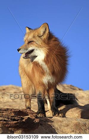 Stock Photo - "Red Fox (Vulpes vulpes), adult, standing on rocks, captive, Monument Valley, Utah, United States, North America". Fotosearch