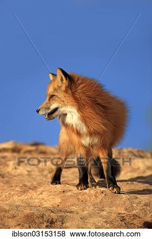 "Red Fox (Vulpes vulpes), adult, standing on rocks, captive, Monument Valley, Utah, United States, North America" View Large Photo Image Stock Photo - "Red Fox (Vulpes vulpes), adult, standing on rocks, captive, Monument Valley, Utah, United States, North America". Fotosearch