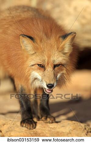 "Red Fox (Vulpes vulpes), adult, standing on rocks, captive, Monument Valley, Utah, United States, North America" View Large Photo Image Stock Photo - "Red Fox (Vulpes vulpes), adult, standing on rocks, captive, Monument Valley, Utah, United States, North America". Fotosearch