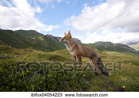 "Red fox (Vulpes vulpes) before mountains, Austria, Europe" View Large Photo Image Stock Image - "Red fox (Vulpes vulpes) before mountains, Austria, Europe". Fotosearch