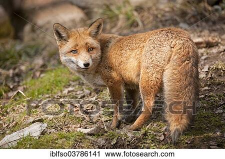 "Red Fox (Vulpes vulpes), captive, North Rhine-Westphalia, Germany, Europe" View Large Photo Image Stock Image - "Red Fox (Vulpes vulpes), captive, North Rhine-Westphalia, Germany, Europe". Fotosearch