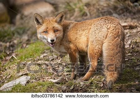 "Red Fox (Vulpes vulpes), captive, North Rhine-Westphalia, Germany, Europe" View Large Photo Image Stock Image - "Red Fox (Vulpes vulpes), captive, North Rhine-Westphalia, Germany, Europe". Fotosearch