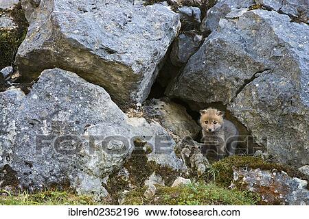 Stock Photograph - "Red fox (Vulpes vulpes), cub, Schopfloch, Swabian Jura, Baden-Wuerttemberg, Germany, Europe". Fotosearch