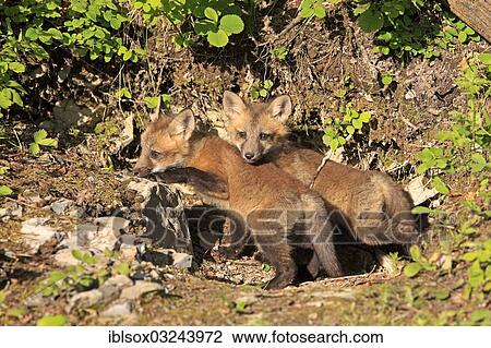 "Red Fox (Vulpes vulpes) cubs in front of a den, ten weeks old, captive, Montana, United States, North America" View Large Photo Image Stock Image - "Red Fox (Vulpes vulpes) cubs in front of a den, ten weeks old, captive, Montana, United States, North America". Fotosearch