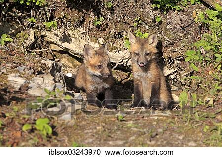 Stock Image - "Red Fox (Vulpes vulpes) cubs sitting in front of a den, ten weeks old, captive, Montana, United States, North America". Fotosearch