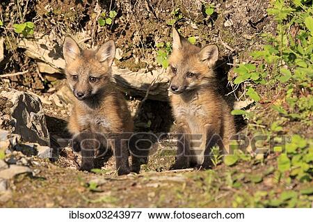 "Red Fox (Vulpes vulpes) cubs sitting in front of a den, ten weeks old, captive, Montana, United States, North America" View Large Photo Image Stock Photo - "Red Fox (Vulpes vulpes) cubs sitting in front of a den, ten weeks old, captive, Montana, United States, North America". Fotosearch