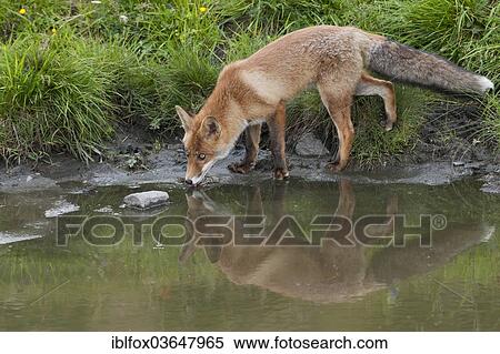 "Red Fox (Vulpes vulpes) drinking from a puddle, Tyrolean Unterland, Tyrol, Austria, Europe" View Large Photo Image Stock Photography - "Red Fox (Vulpes vulpes) drinking from a puddle, Tyrolean Unterland, Tyrol, Austria, Europe". Fotosearch