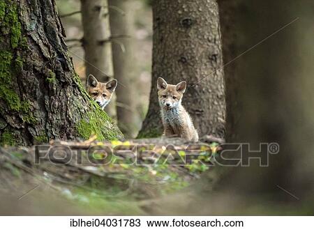 "Red Fox (Vulpes vulpes), fox cubs in front of their den in the forest, Almtal Valley, Upper Austria, Austria, Europe" View Large Photo Image Stock Image - "Red Fox (Vulpes vulpes), fox cubs in front of their den in the forest, Almtal Valley, Upper Austria, Austria, Europe". Fotosearch