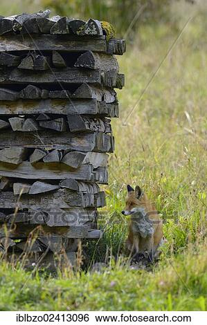 Red Fox (Vulpes vulpes), hiding for safety behind a woodpile, Sihl forest, Switzerland, Europe View Large Photo Image Stock Photograph - Red Fox (Vulpes vulpes), hiding for safety behind a woodpile, Sihl forest, Switzerland, Europe. Fotosearch
