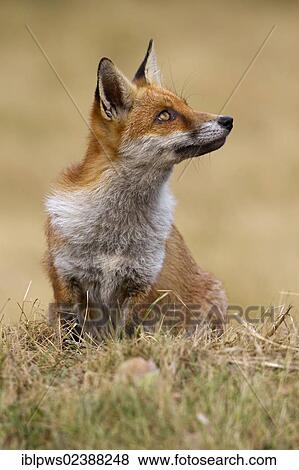 Stock Photo - "Red fox (Vulpes vulpes), in autumn grass, South East England, United Kingdom, Europe". Fotosearch