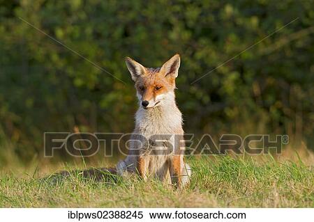 "Red fox (Vulpes vulpes), in grass, South East England, United Kingdom, Europe" View Large Photo Image Stock Photography - "Red fox (Vulpes vulpes), in grass, South East England, United Kingdom, Europe". Fotosearch