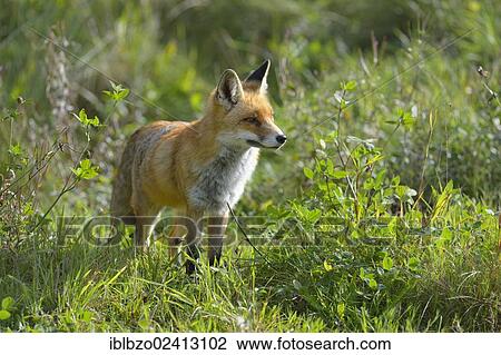 Stock Image - Red Fox (Vulpes vulpes), looking out for safety in a meadow, Sihl forest, Switzerland, Europe. Fotosearch