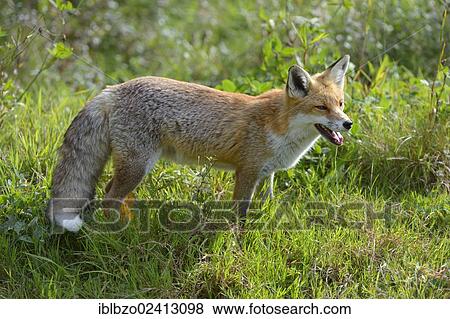 Red Fox (Vulpes vulpes), looking out for safety in a meadow, Sihl forest, Switzerland, Europe View Large Photo Image Stock Photo - Red Fox (Vulpes vulpes), looking out for safety in a meadow, Sihl forest, Switzerland, Europe. Fotosearch
