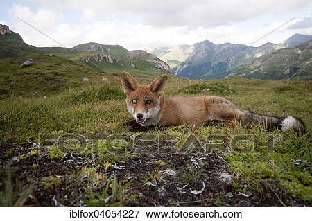 "Red fox (Vulpes vulpes) lying before mountains, Austria, Europe" View Large Photo Image Stock Photo - "Red fox (Vulpes vulpes) lying before mountains, Austria, Europe". Fotosearch