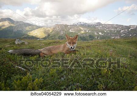 "Red fox (Vulpes vulpes) lying before mountains, Austria, Europe" View Large Photo Image Stock Photo - "Red fox (Vulpes vulpes) lying before mountains, Austria, Europe". Fotosearch