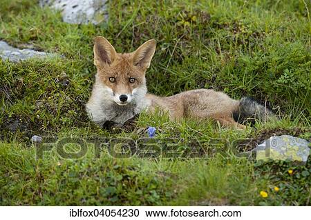 "Red fox (Vulpes vulpes) lying in a mountain meadow, Austria, Europe" View Large Photo Image Stock Image - "Red fox (Vulpes vulpes) lying in a mountain meadow, Austria, Europe". Fotosearch