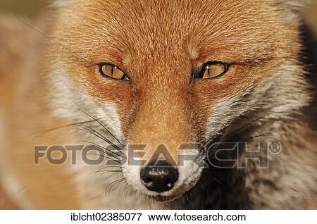 "Red Fox (Vulpes vulpes), portrait, North Rhine-Westphalia, Germany, Europe" View Large Photo Image Stock Photo - "Red Fox (Vulpes vulpes), portrait, North Rhine-Westphalia, Germany, Europe". Fotosearch