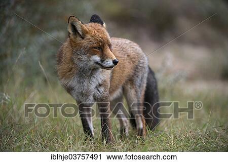 "Red Fox (Vulpes vulpes), province of North Holland, The Netherlands, Europe" View Large Photo Image Stock Image - "Red Fox (Vulpes vulpes), province of North Holland, The Netherlands, Europe". Fotosearch