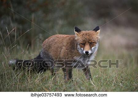 Stock Image - "Red Fox (Vulpes vulpes), province of North Holland, The Netherlands, Europe". Fotosearch