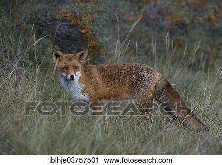 "Red Fox (Vulpes vulpes), province of North Holland, The Netherlands, Europe" View Large Photo Image Stock Image - "Red Fox (Vulpes vulpes), province of North Holland, The Netherlands, Europe". Fotosearch