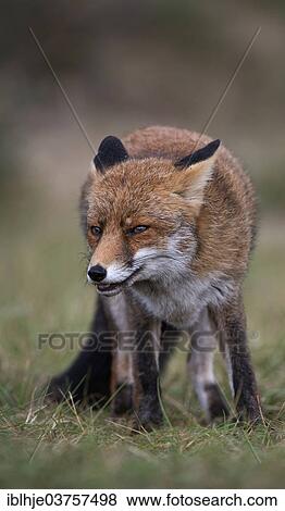 "Red Fox (Vulpes vulpes), province of North Holland, The Netherlands, Europe" View Large Photo Image Stock Photo - "Red Fox (Vulpes vulpes), province of North Holland, The Netherlands, Europe". Fotosearch