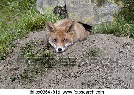 Stock Photography - "Red Fox (Vulpes vulpes) resting at the den, Tyrolean Unterland, Tyrol, Austria, Europe". Fotosearch