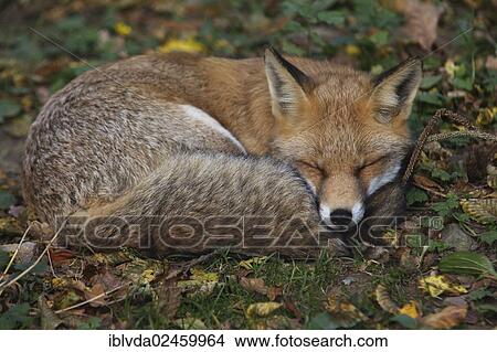 "Red Fox (Vulpes vulpes), resting, Sauerland, Arnsberger Wald, North Rhine-Westphalia, Germany, Europe" View Large Photo Image Picture - "Red Fox (Vulpes vulpes), resting, Sauerland, Arnsberger Wald, North Rhine-Westphalia, Germany, Europe". Fotosearch