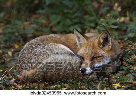 "Red Fox (Vulpes vulpes), resting, Sauerland, Arnsberger Wald, North Rhine-Westphalia, Germany, Europe" View Large Photo Image Stock Photography - "Red Fox (Vulpes vulpes), resting, Sauerland, Arnsberger Wald, North Rhine-Westphalia, Germany, Europe". Fotosearch