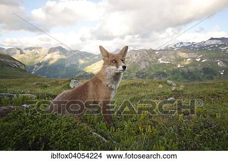 "Red fox (Vulpes vulpes) sitting before mountains, Austria, Europe" View Large Photo Image Picture - "Red fox (Vulpes vulpes) sitting before mountains, Austria, Europe". Fotosearch