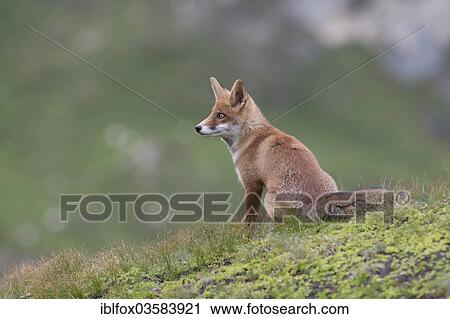 "Red Fox (Vulpes vulpes) sitting on an alpine meadow, Tyrolean Unterland, Tyrol, Austria, Europe" View Large Photo Image Stock Image - "Red Fox (Vulpes vulpes) sitting on an alpine meadow, Tyrolean Unterland, Tyrol, Austria, Europe". Fotosearch